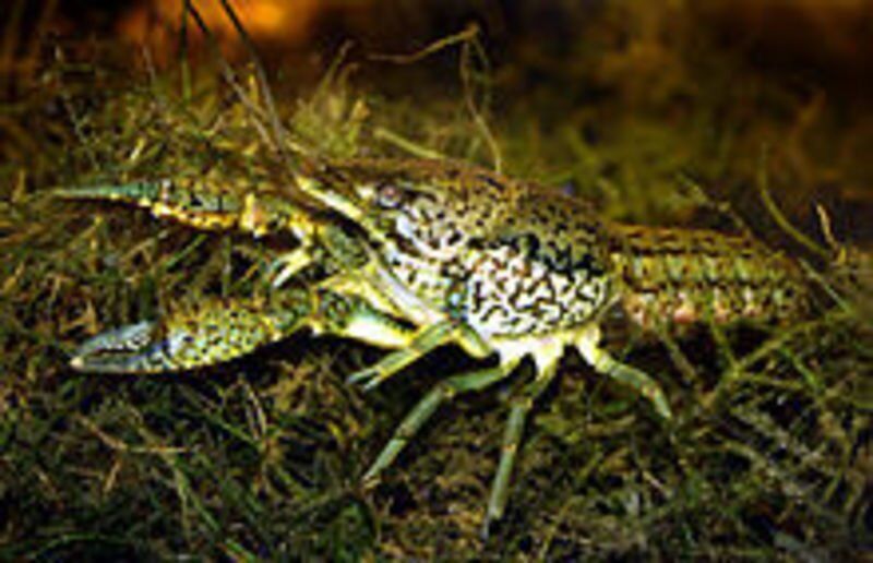 Help keep marbled crayfish from spreading